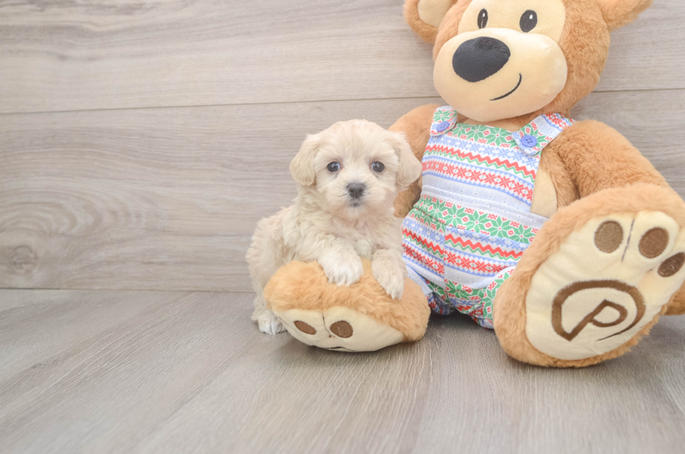 5 week old Maltipoo Puppy For Sale - Fairfield Furbabies
