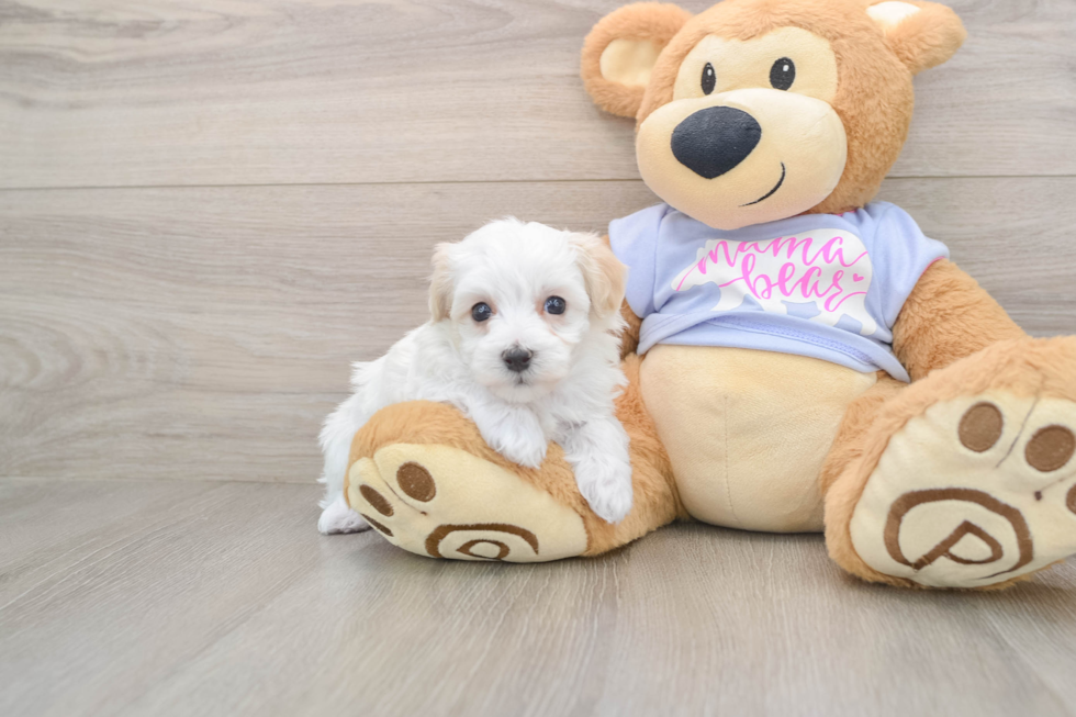 Best Maltipoo Baby