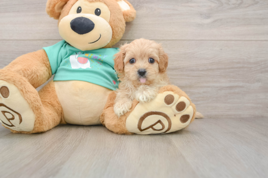 Funny Maltipoo Poodle Mix Pup