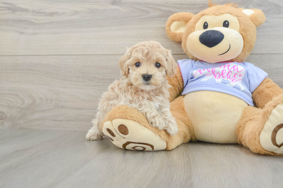 6 week old Maltipoo Puppy For Sale - Fairfield Furbabies
