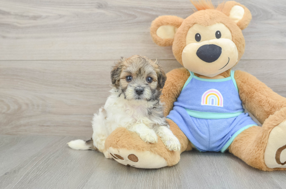 6 week old Maltipoo Puppy For Sale - Fairfield Furbabies