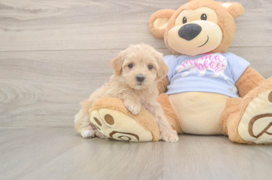 8 week old Maltipoo Puppy For Sale - Fairfield Furbabies Smart Maltipoo Poodle Mix Pup