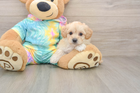 RAISIN, a Maltipoo littermate