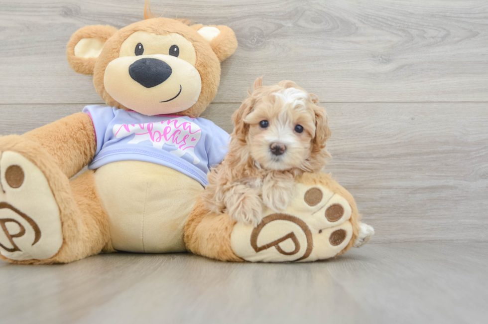 6 week old Maltipoo Puppy For Sale - Fairfield Furbabies
