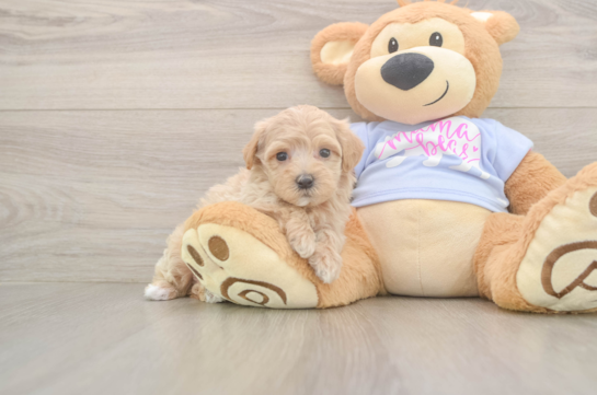 8 week old Maltipoo Puppy For Sale - Fairfield Furbabies Cute Maltipoo Baby