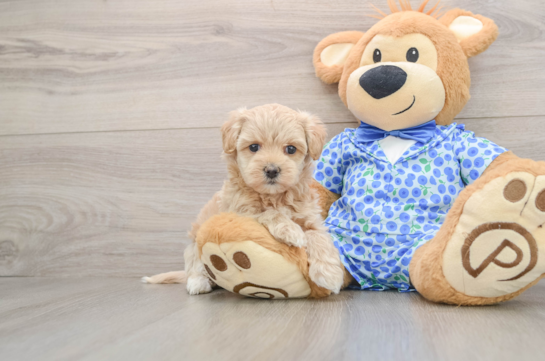 Maltipoo Puppy for Adoption