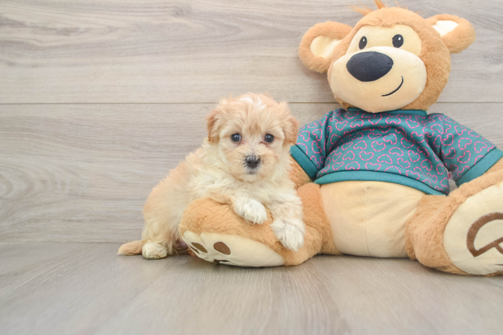 Cute Maltipoo Baby