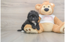 Popular Maltipoo Poodle Mix Pup