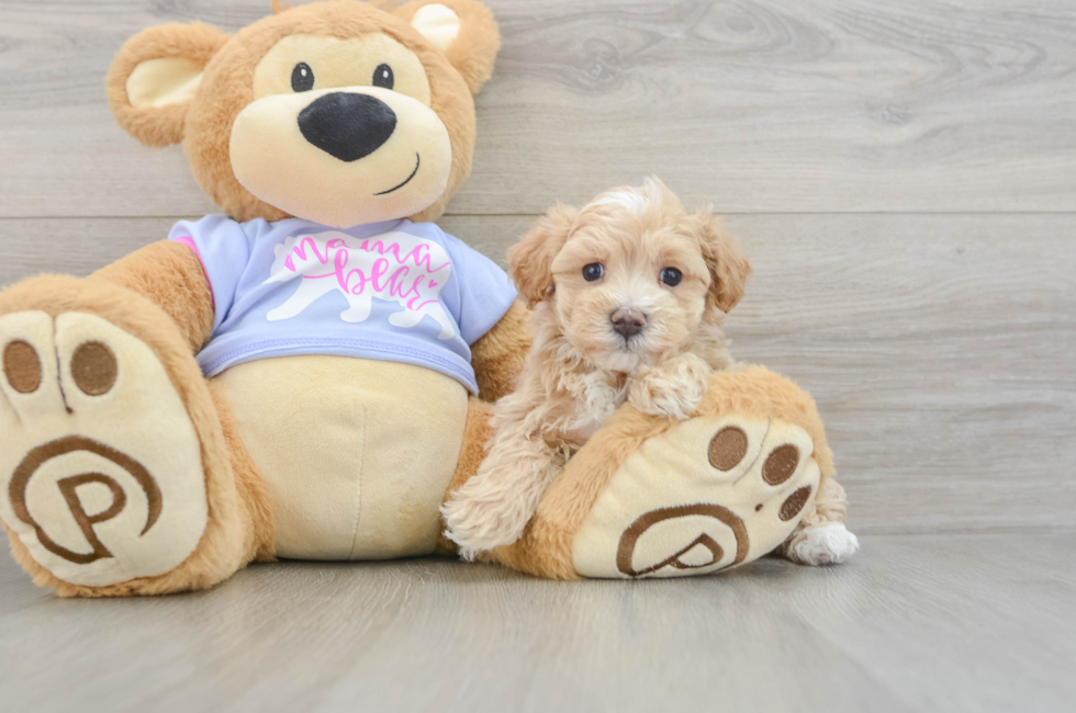 6 week old Maltipoo Puppy For Sale - Fairfield Furbabies