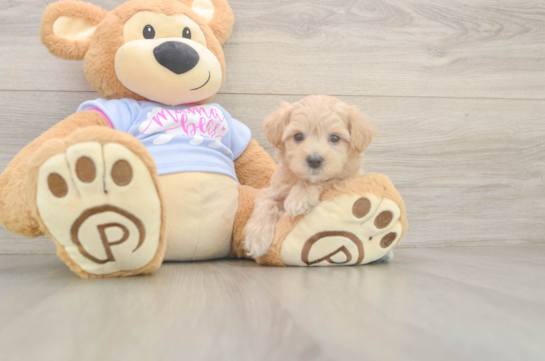 8 week old Maltipoo Puppy For Sale - Fairfield Furbabies Maltipoo Puppy for Adoption
