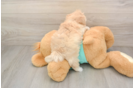 Friendly Maltipoo Baby