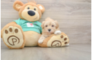 Smart Maltipoo Poodle Mix Pup