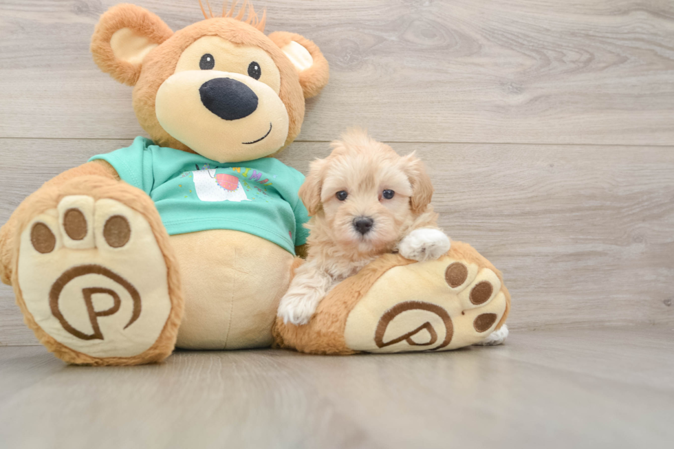 Smart Maltipoo Poodle Mix Pup
