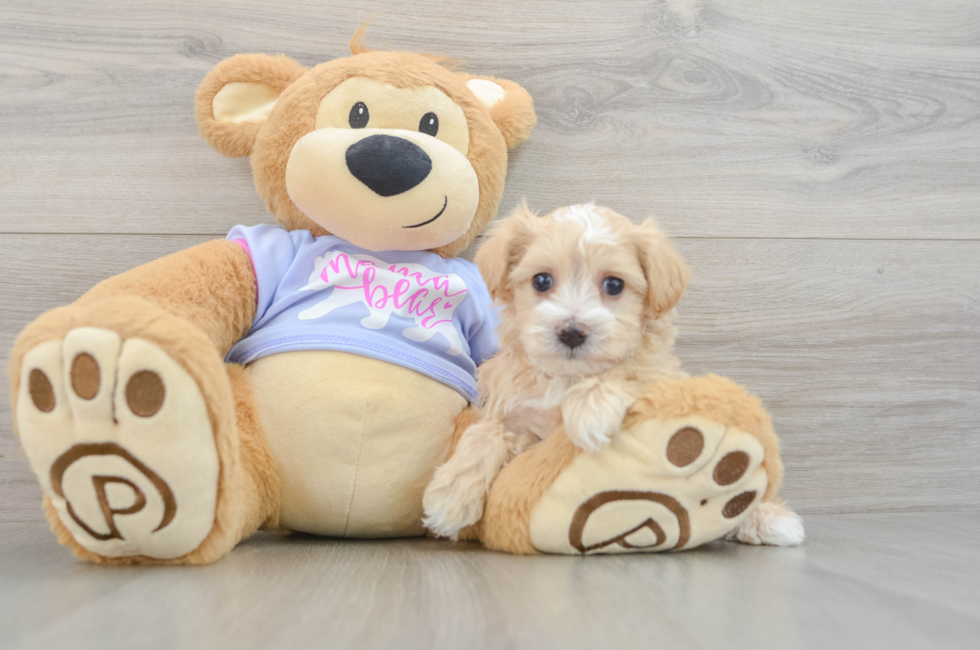 6 week old Maltipoo Puppy For Sale - Fairfield Furbabies