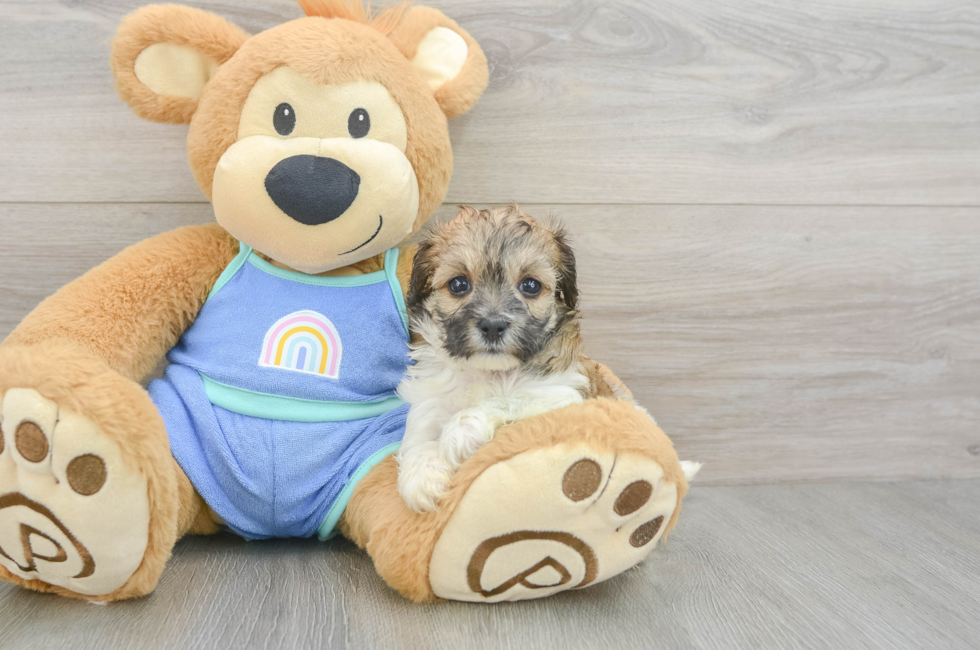6 week old Maltipoo Puppy For Sale - Fairfield Furbabies