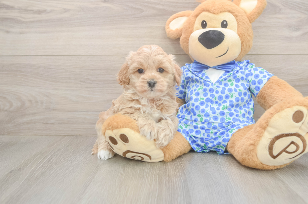 7 week old Maltipoo Puppy For Sale - Fairfield Furbabies