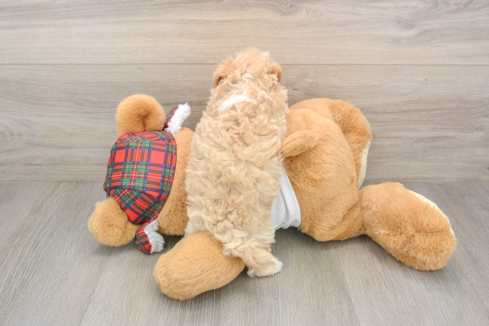 Funny Maltipoo Poodle Mix Pup