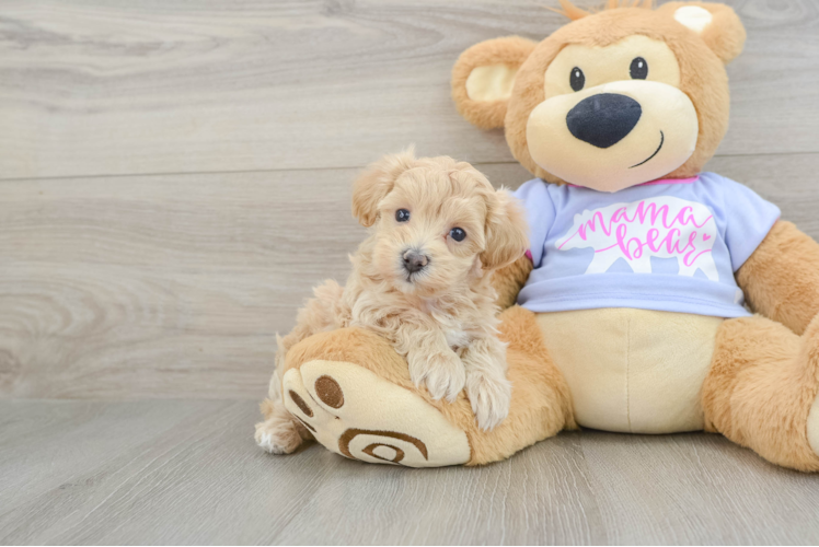 Smart Maltipoo Poodle Mix Pup