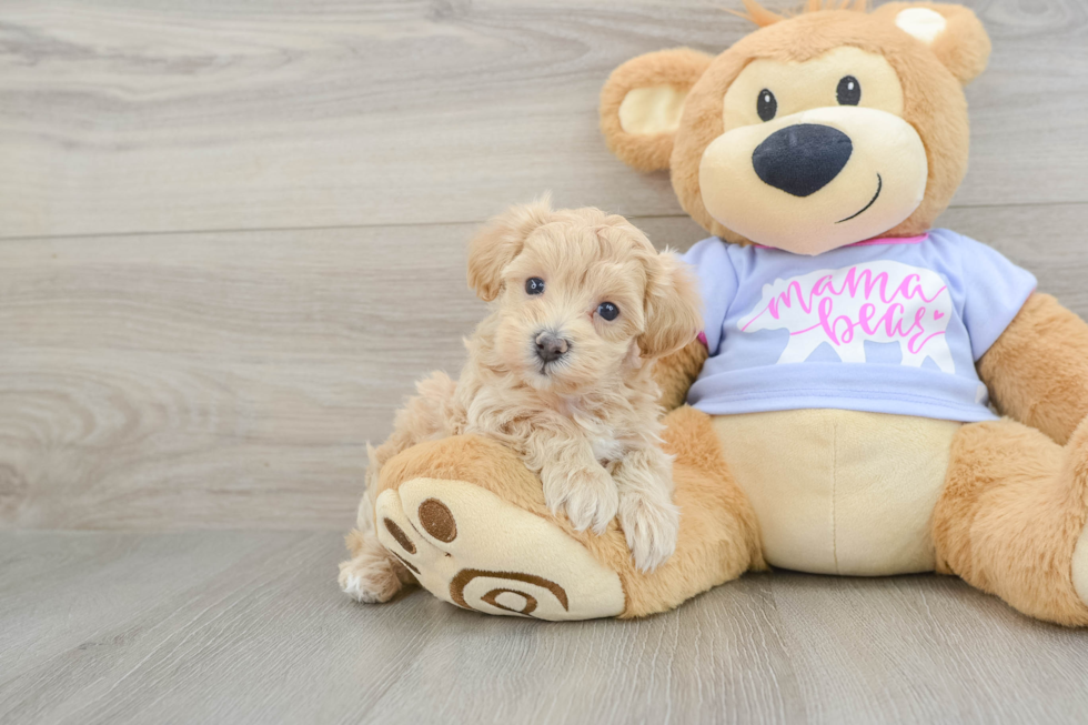 Smart Maltipoo Poodle Mix Pup