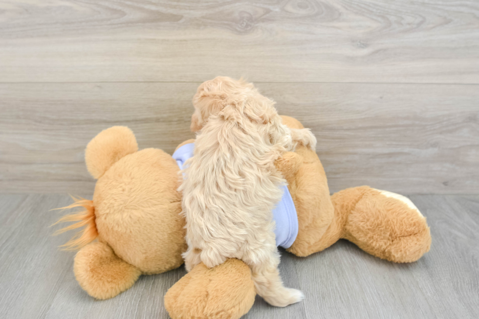 Maltipoo Puppy for Adoption