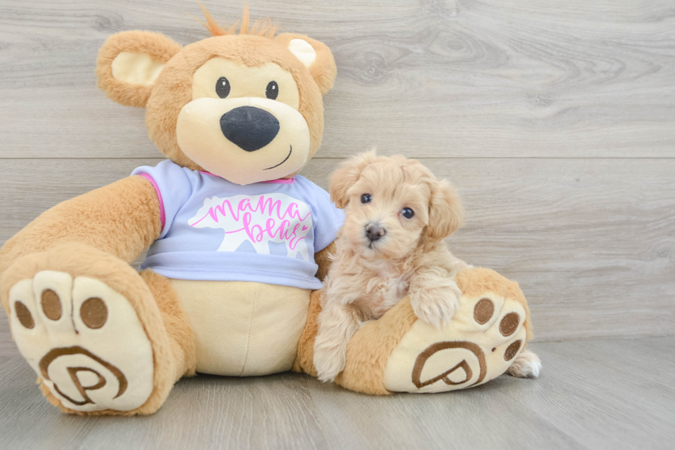 Maltipoo Pup Being Cute