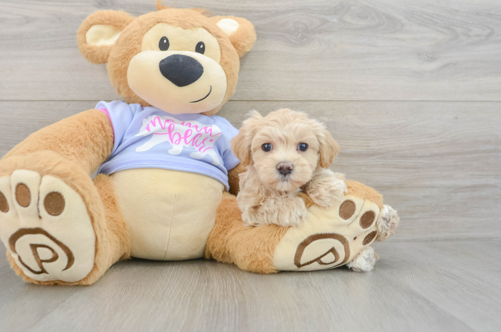 6 week old Maltipoo Puppy For Sale - Fairfield Furbabies