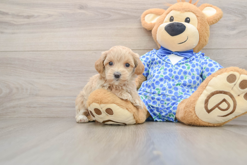 Maltipoo Pup Being Cute