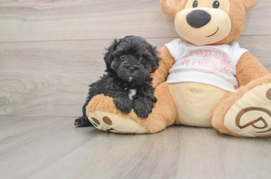 Maltipoo Pup Being Cute
