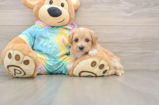 RITA, a Maltipoo littermate
