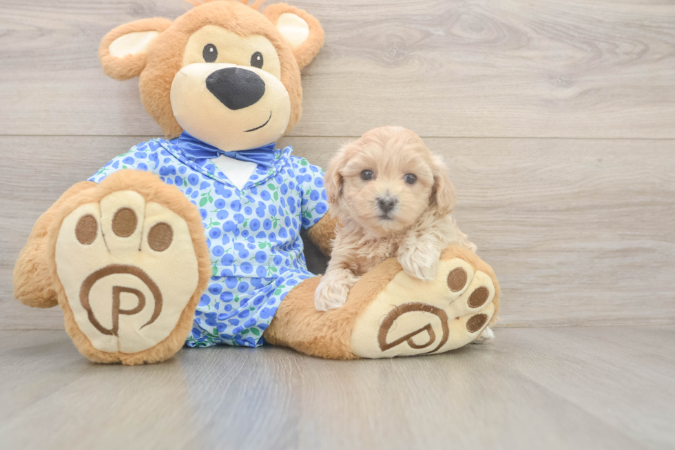 Sweet Maltipoo Baby