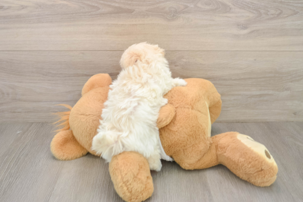 Playful Moodle Poodle Mix Puppy