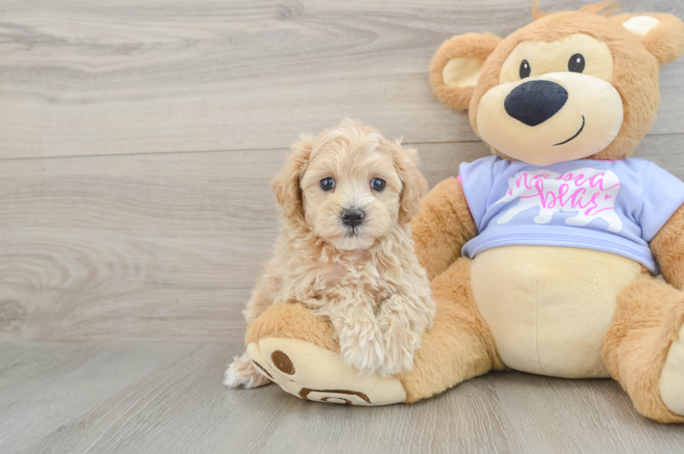 6 week old Maltipoo Puppy For Sale - Fairfield Furbabies
