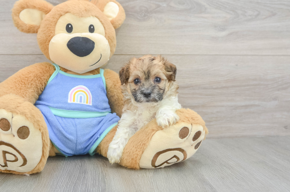 6 week old Maltipoo Puppy For Sale - Fairfield Furbabies