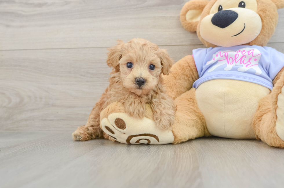6 week old Maltipoo Puppy For Sale - Fairfield Furbabies