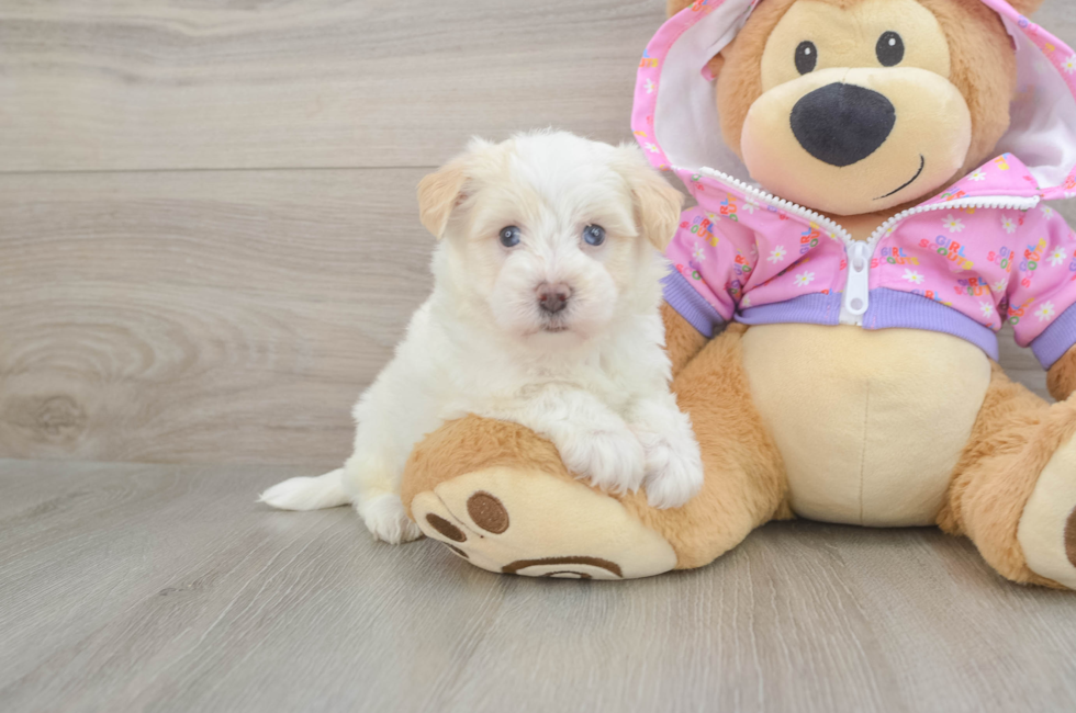 6 week old Maltipoo Puppy For Sale - Fairfield Furbabies