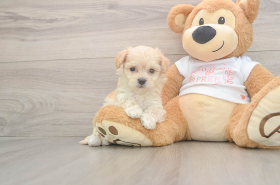 7 week old Maltipoo Puppy For Sale - Fairfield Furbabies Maltipoo Puppy for Adoption