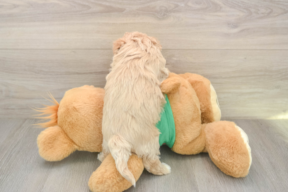 Maltipoo Pup Being Cute