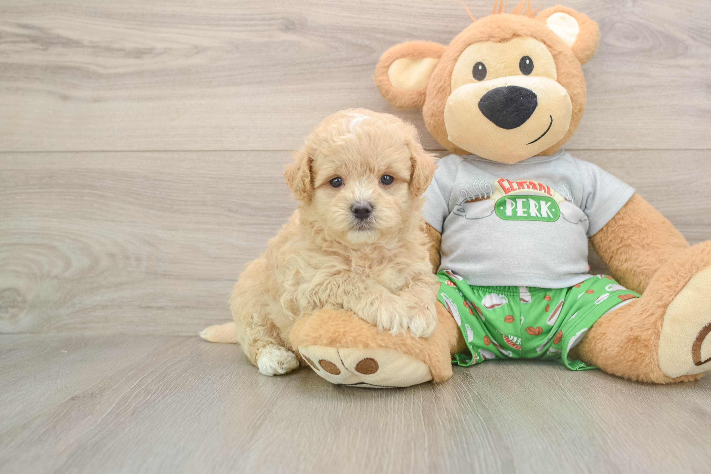 Maltipoo Puppy for Adoption