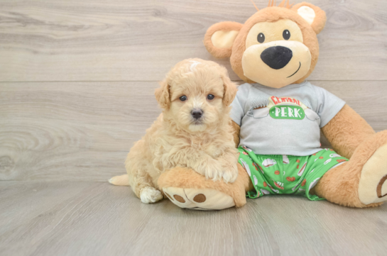 SHAW, a Maltipoo littermate