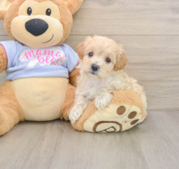 9 week old Maltipoo Puppy For Sale - Fairfield Furbabies