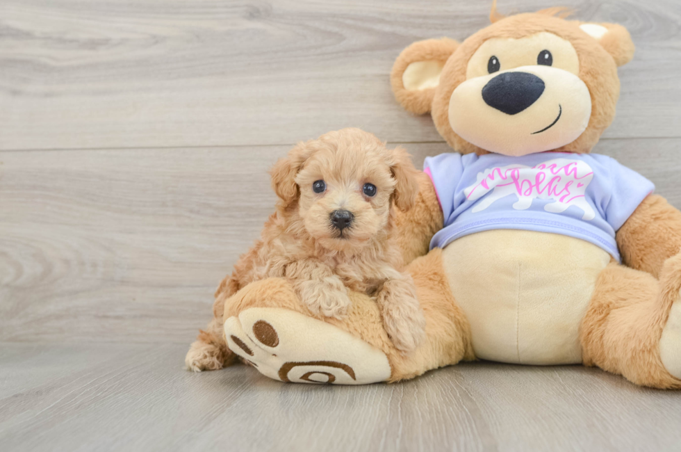 6 week old Maltipoo Puppy For Sale - Fairfield Furbabies