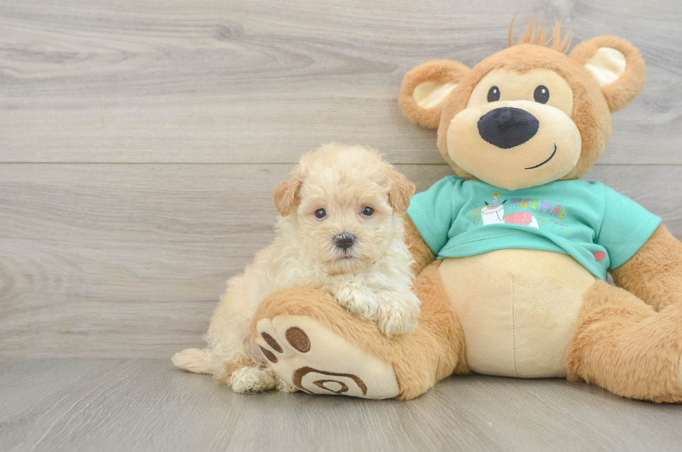 7 week old Maltipoo Puppy For Sale - Fairfield Furbabies