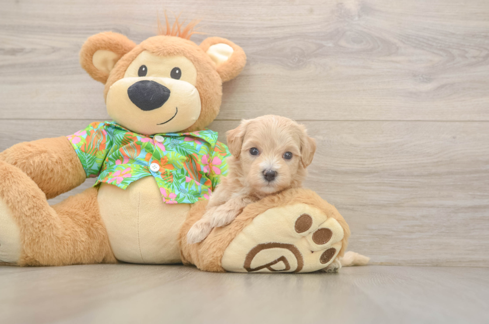 5 week old Maltipoo Puppy For Sale - Fairfield Furbabies