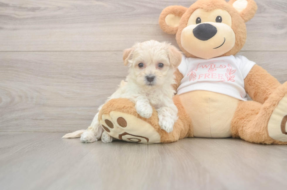 7 week old Maltipoo Puppy For Sale - Fairfield Furbabies