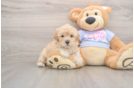 Maltipoo Pup Being Cute