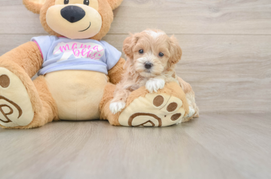 SMITTY, a Maltipoo littermate