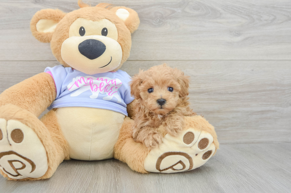 6 week old Maltipoo Puppy For Sale - Fairfield Furbabies