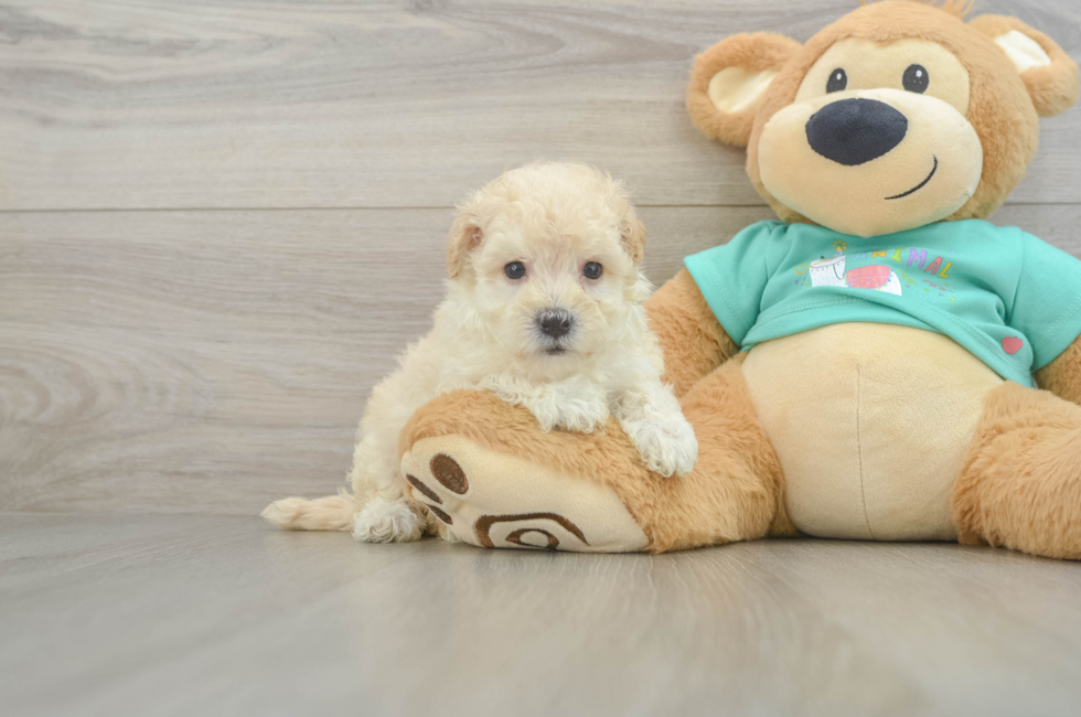 7 week old Maltipoo Puppy For Sale - Fairfield Furbabies