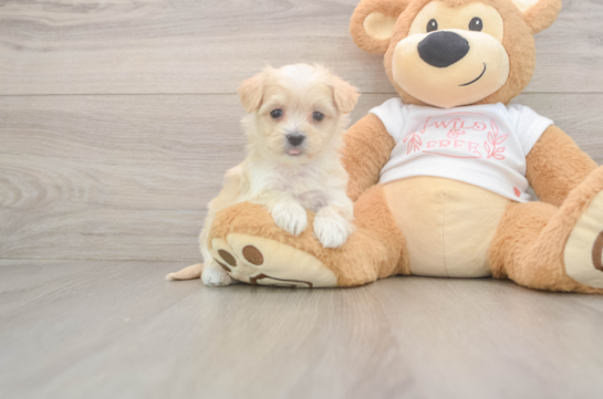 7 week old Maltipoo Puppy For Sale - Fairfield Furbabies Sweet Maltipoo Baby