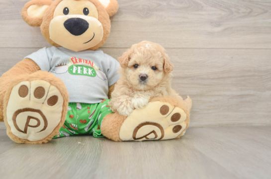 STARLITE, a Maltipoo littermate